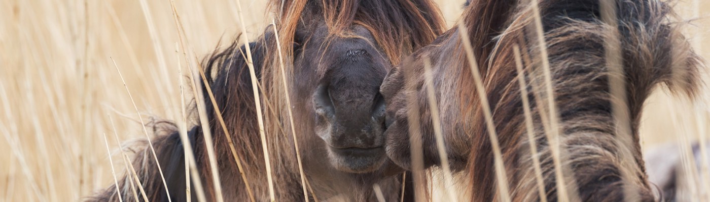 Kuva: Hans Veth, Unsplash.com