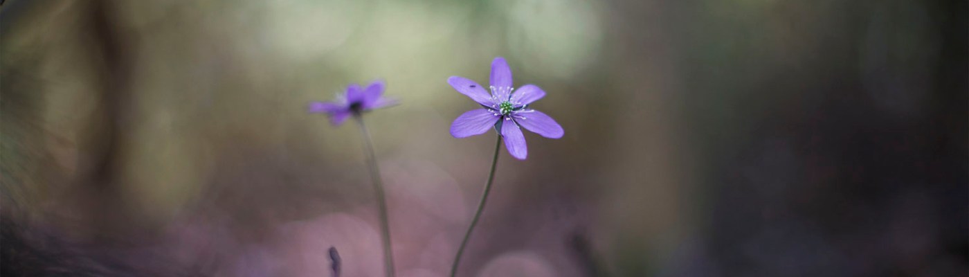 Photo by Pasi Jormalainen on Unsplash.com