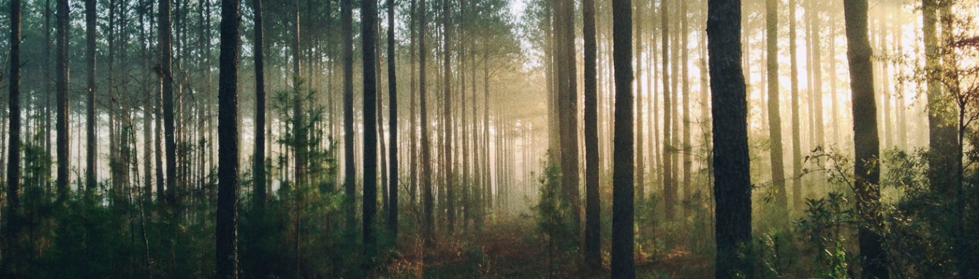 Photo by Steven Kamenar on Unsplash.com